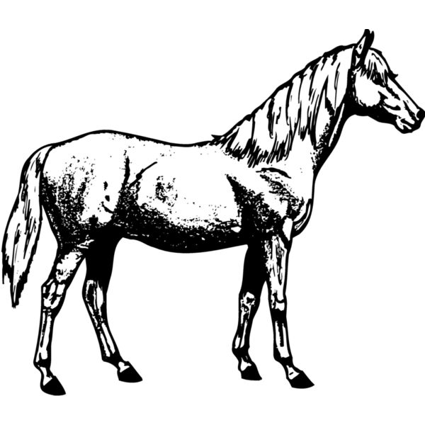 HORSE013 Thumbnail